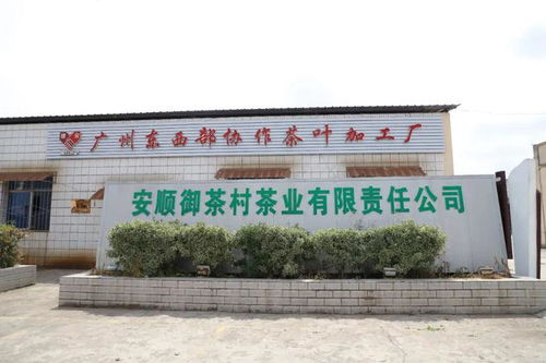 安順市高質(zhì)量推進(jìn)東西部協(xié)作助力鄉(xiāng)村振興，茶業(yè)蓬勃發(fā)展