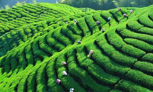 中國茶業百強企業盤點 浙江華茗園位列探花，四川文君茶業展露鋒芒